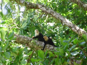 Monkeys, Costa Rica. Personal photograph by author. 2008.